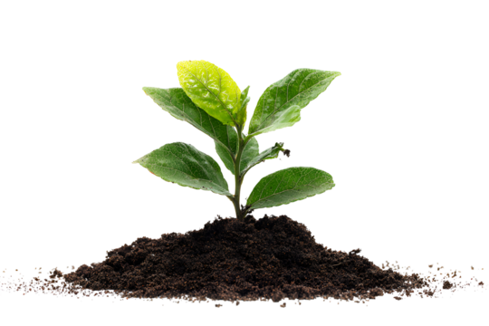 Green sprout growing in dark soil new life growth nature