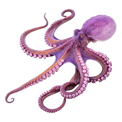 Purple octopus isolated on transparent background  
