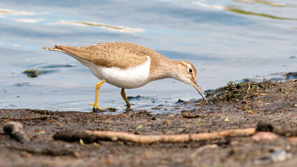 seagull on the beach