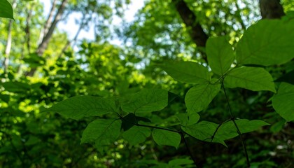 Fototapeta premium Lush green leaves in a forest understory