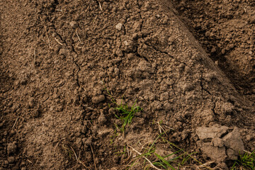 Close-up of dry, cracked soil mound with small green grass sprouting through, showing rough earthy texture and natural surface details