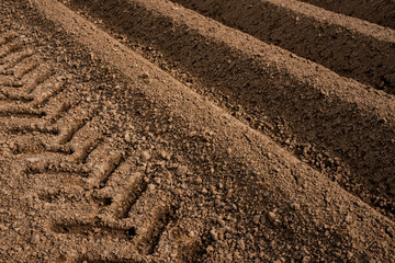 Close-up view of freshly plowed potato field with parallel soil ridges and distinct tractor tire marks, captured in warm afternoon sunlight during early spring planting season. © Frans Kazan