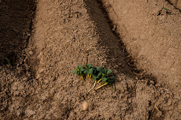 Young potato plant sprouting from a seed potato in a freshly plowed soil ridge on a sunny day, showing early growth stage in an agricultural field.