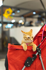 Naklejka premium Curious orange cat enjoys day out in comfortable pet stroller at friendly shopping mall. pampered pet looks around with calm interest from its red carrier