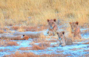 Lion family lying in the yellow grass - Etosha National Park, Namibia