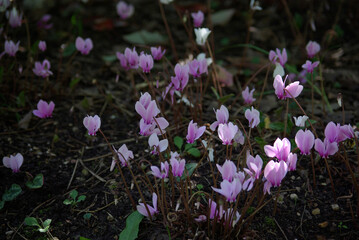 Fototapeta premium Cyclamen en sous-bois au printemps