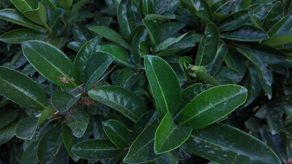 Floral Background Close Up Photography 