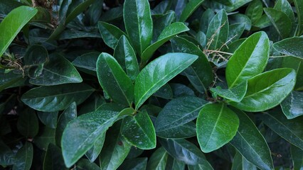 Obraz premium Floral Background Close Up Photography 