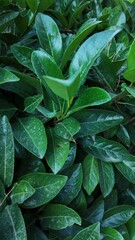 Obraz premium Floral Background Close Up Photography 