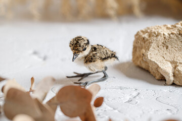Close-up of a cute Lapwing chick, Vanellus vanellus, on light background
