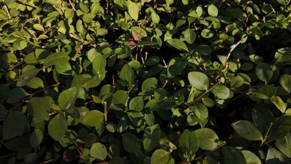 Floral Background Close Up Photography 