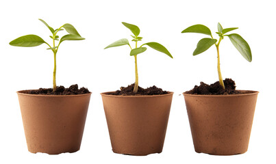 Seedlings in Biodegradable Pots