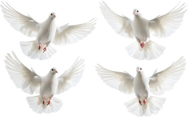 Obraz premium set of white feathers