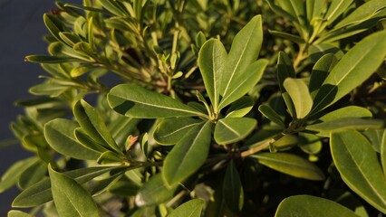 Floral Background Close Up Photography 
