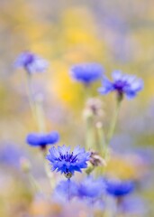 Close-up of vibrant blue cornflowers in a meadow.