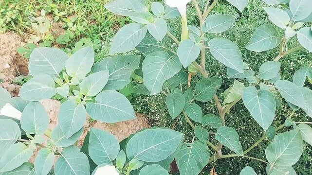 Closeup View of Toxic Datura Plant with White Trumpet-Shaped Blooming Flowers in Natural Outdoor Setting