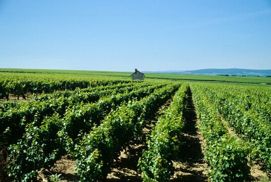 Agricoltura nella valle della Loira . Francia 
campi con enormi vigneti  e produzione di vin di alta qualit&agrave; e prestigio .