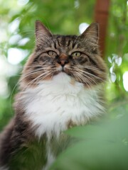 Obraz premium Close-up of a fluffy Maine Coon cat.