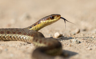 Maritime garter snake