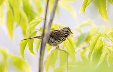 Song Sparrow