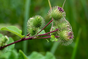 Greater Burdock (Arctium lappa) on a green background     