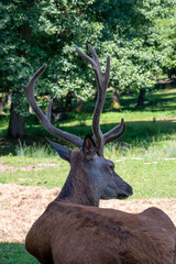 a deer with beautiful big antlers is resting in a clearing  