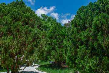 Garden landscape design with pathway in garden and footpath in picturesque summer park and staircase in backyard,Paving stones on floor in park,space for text.