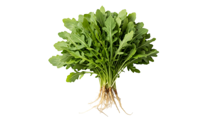 Fresh bunch of arugula, isolated on transparent background, showcasing its vibrant green leaves and roots, perfect for illustrating healthy eating and organic farming practices