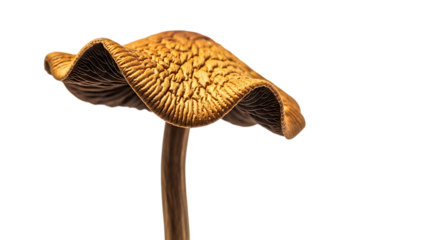 Detailed view of a brown mushroom isolated on transparent background, showcasing its intricate cap and stem structure, a fascinating subject in mycology and natural science