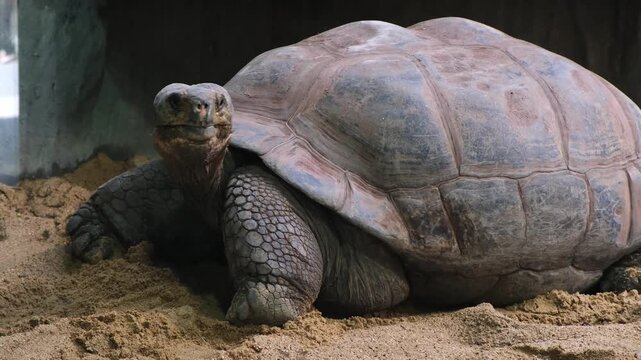 Close up of a Galapagos tortoise in a zoo habitat, slowly walking on sand. Captures details of the giant shell, textured skin, and calm movements of this endangered species.
