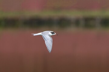 Graceful tern in flight with blurred background.