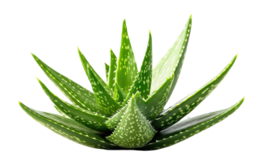 Aloe vera plant isolated on white background, png