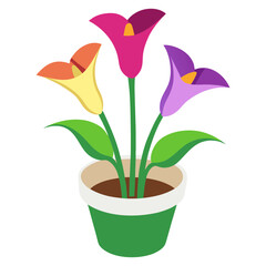 Calla lily flowers in a tub