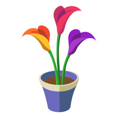 Calla lily flowers in a tub