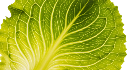 Detailed closeup of a translucent green leaf showcasing intricate vein patterns, isolated on transparent background, highlighting the beauty and complexity of plant structure in nature