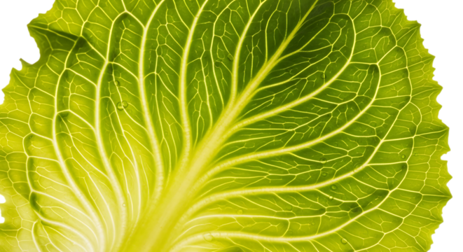 Detailed closeup of a translucent green leaf showcasing intricate vein patterns, isolated on transparent background, highlighting the beauty and complexity of plant structure in nature