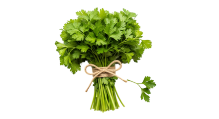 Fresh curly parsley bunch tied with rope isolated on transparent background, a vibrant green herb used in culinary dishes and garnishes, adding flavor and aroma to cuisine
