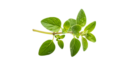 Fresh oregano sprig isolated on transparent background, showcasing its vibrant green leaves and aromatic properties, perfect for culinary and herbal medicine applications