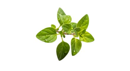 Fresh oregano sprig with vibrant green leaves, isolated on transparent background, showcasing its aromatic and culinary appeal for flavoring various dishes and recipes
