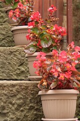 Beauty on stairs -- Begonias in Grozjnan