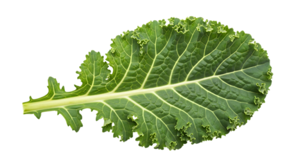 Closeup of a fresh green kale leaf isolated on transparent background, showing its curly texture, intricate veins, and vibrant color, a healthy and nutritious vegetable