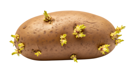 Sprouted potato isolated on transparent background, showing new growth and potential for planting, ideal for agricultural and gardening concepts and healthy eating
