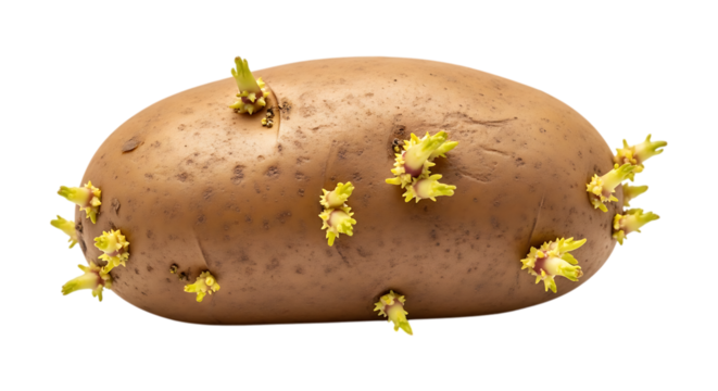 Sprouted potato isolated on transparent background, showing new growth and potential for planting, ideal for agricultural and gardening concepts and healthy eating