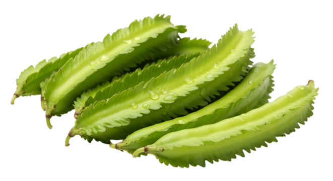 A group of fresh winged beans, isolated on transparent background, showcasing their unique shape and vibrant green color, a nutritious and versatile vegetable