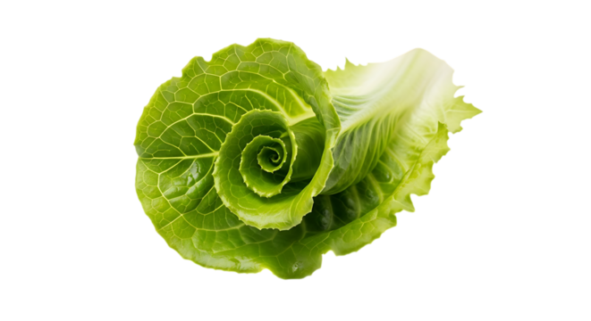 Fresh cos lettuce head isolated on transparent background, showcasing its vibrant green leaves, crisp texture, and healthy appeal, perfect for culinary concepts