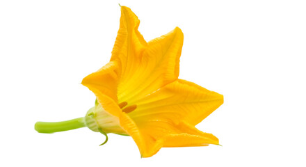 Fototapeta premium Radiant yellow zucchini flower isolated on transparent background, a symbol of summers bounty and culinary delights, perfect for adding a touch of freshness to gourmet dishes
