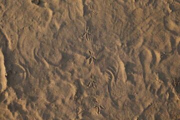 Close up of bird footprints in wet sand at the beach creating a natural texture and wildlife trace background
