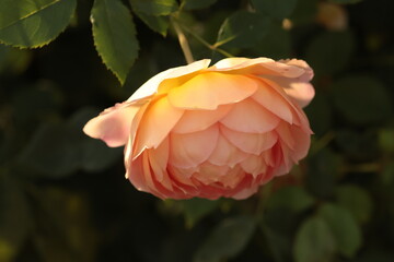 soft orange rose in the garden on the dark background