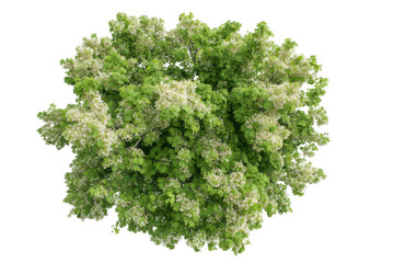 Obraz premium a green maple tree with white flowers, top view isolated on a white background, png, transparent