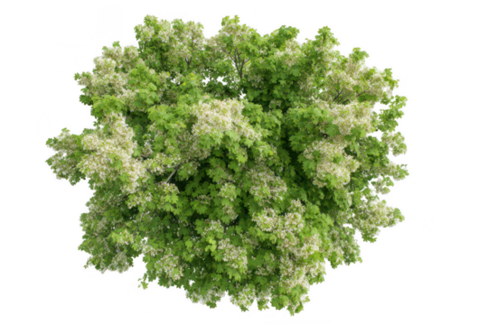 a green maple tree with white flowers, top view isolated on a white background, png, transparent
